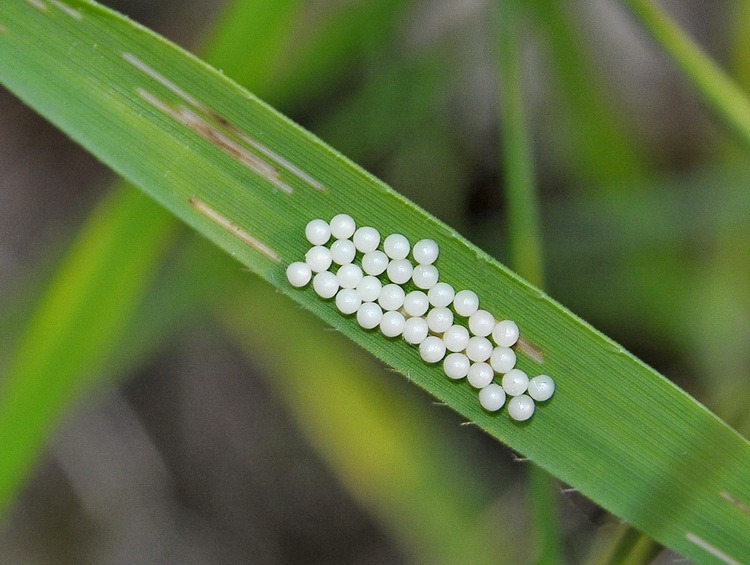 Spilosoma sp? - No, Diaphora mendica